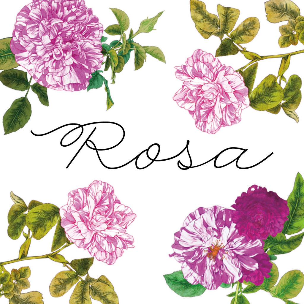 Rosa